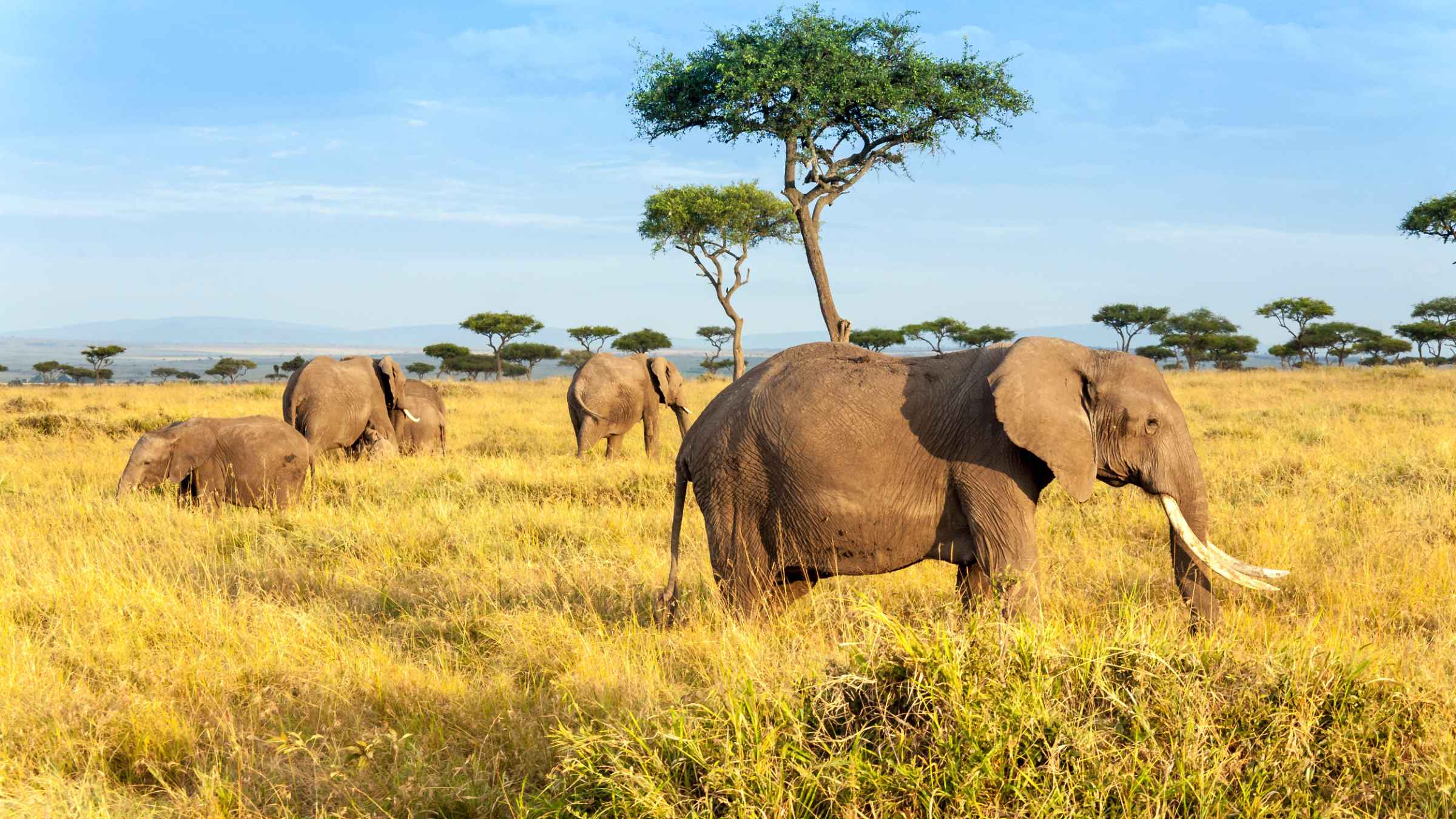 7-Day Tanzania Premium Safari